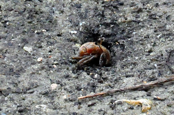 Fiddler crab