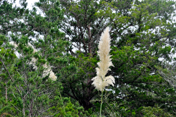feather plant
