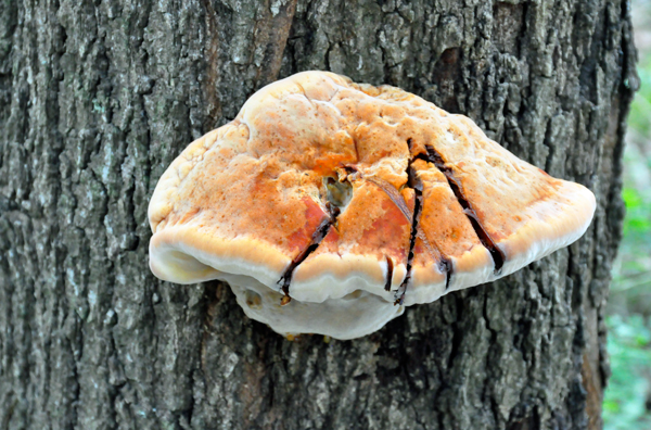 Fungus on a Tree