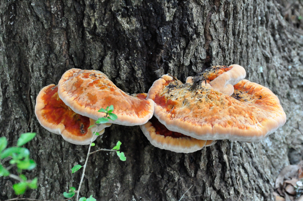 Fungus on a Tree