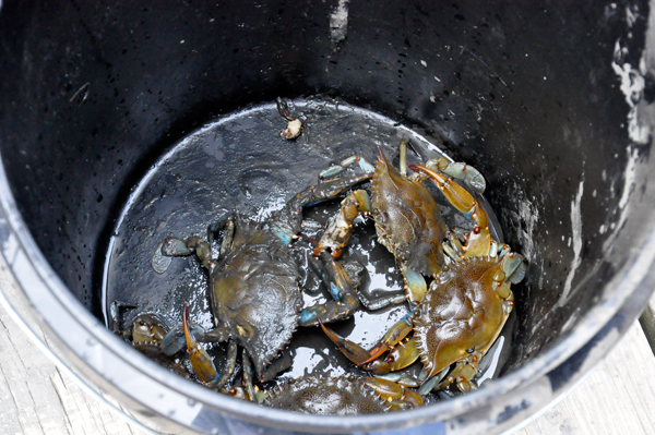 crabs in a bucket