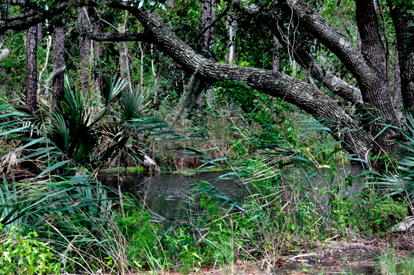 flooded woods