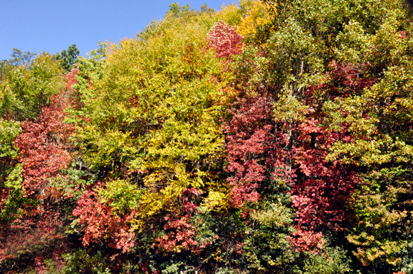 fall colors on the Blue Ridge Parkway