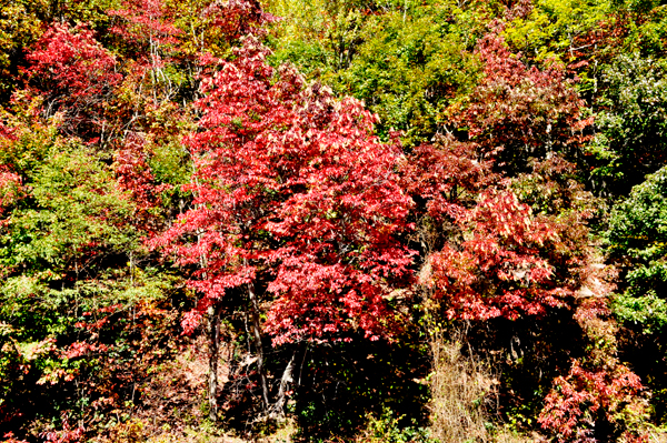 fall colors on the Blue Ridge Parkway