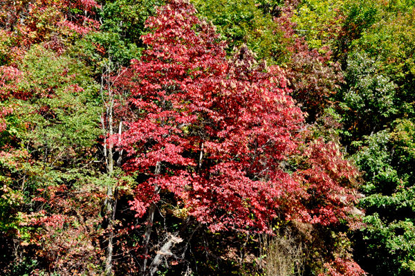 fall colors on the Blue Ridge Parkway