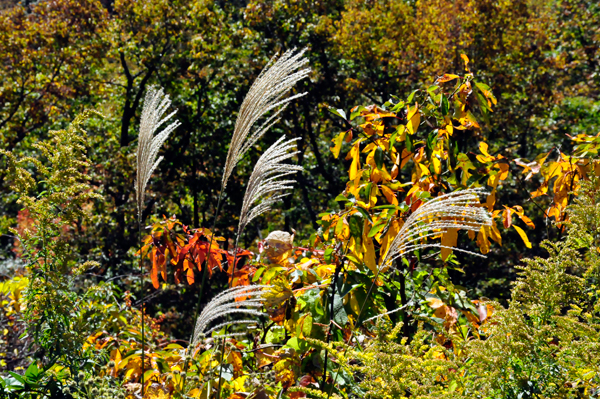 fall colors on the Blue Ridge Parkway