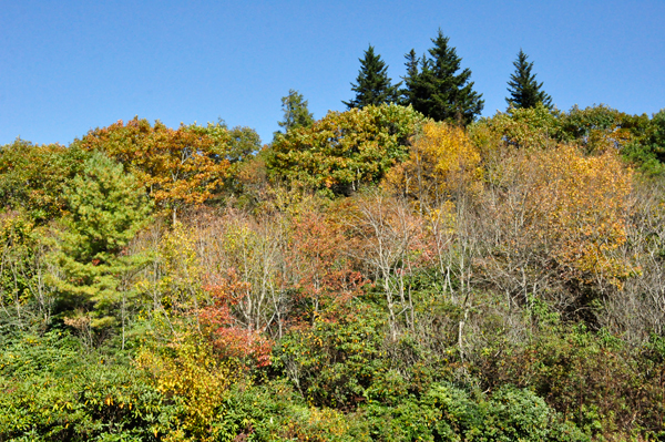 fall colors on the Blue Ridge Parkway