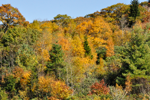 fall colors on the Blue Ridge Parkway