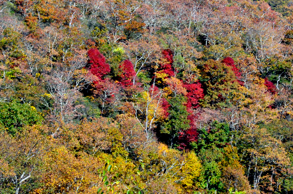 fall colors on the Blue Ridge Parkway