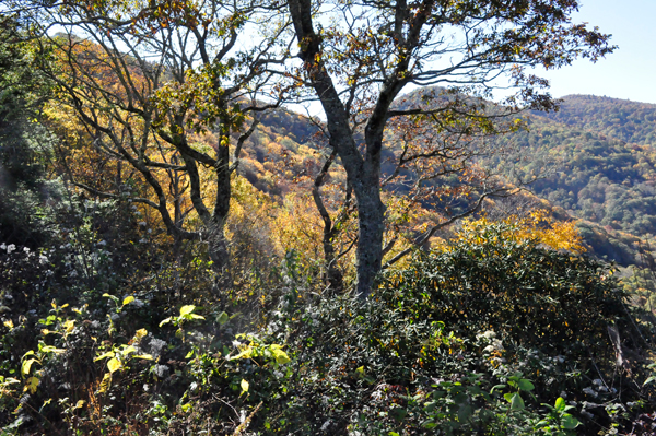 fall colors on the Blue Ridge Parkway