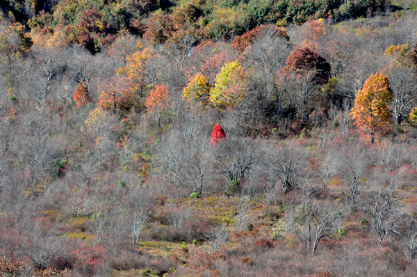 fall colors on the Blue Ridge Parkway