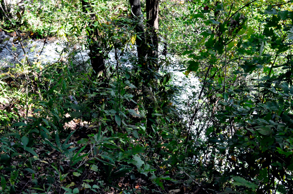 a look at the waterfall through the trees