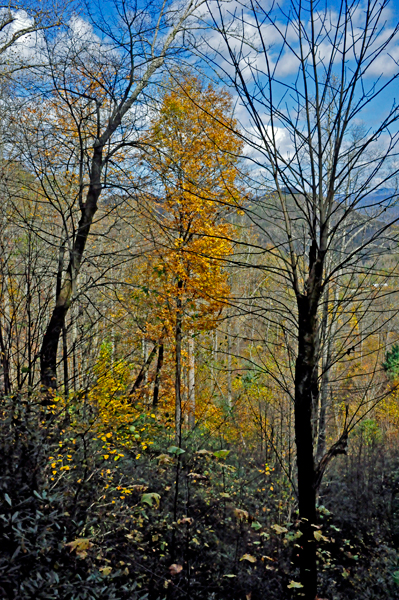 fall foliage