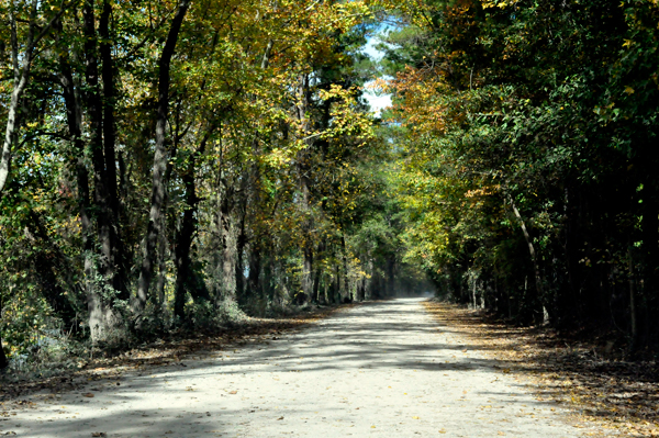 dirt road and fall colors