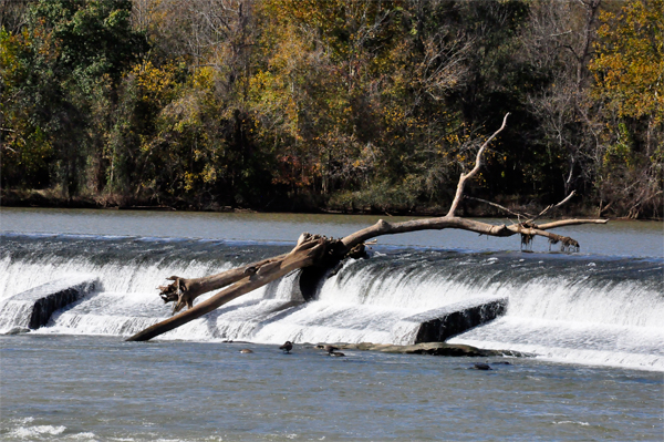 tree branch stuck on the dam