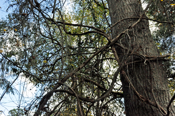 vines in the trees