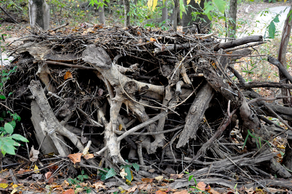 tree stumps and twigs