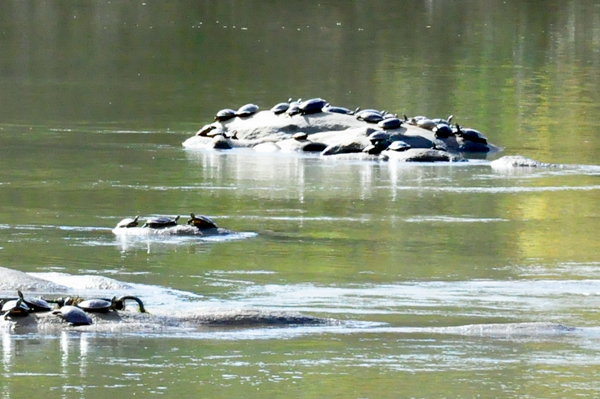 bale of turtles