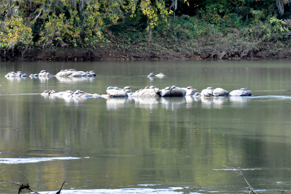 bale of turtles