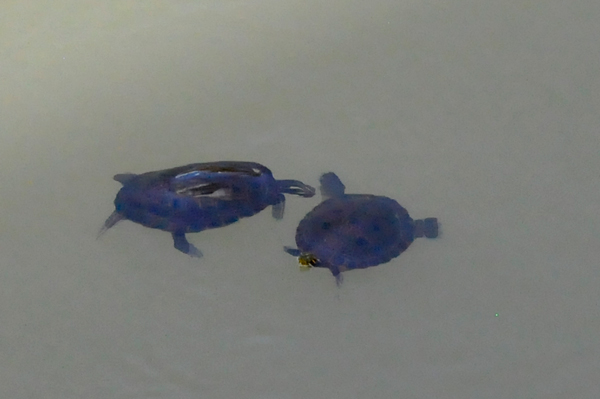 2 turtles conversing