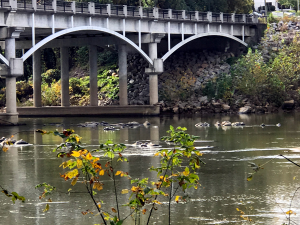 bridge and turtles