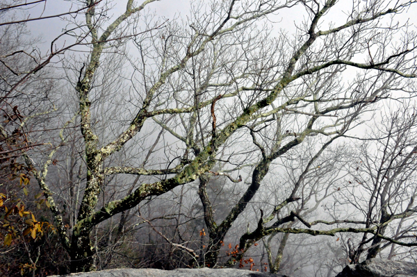 naked trees