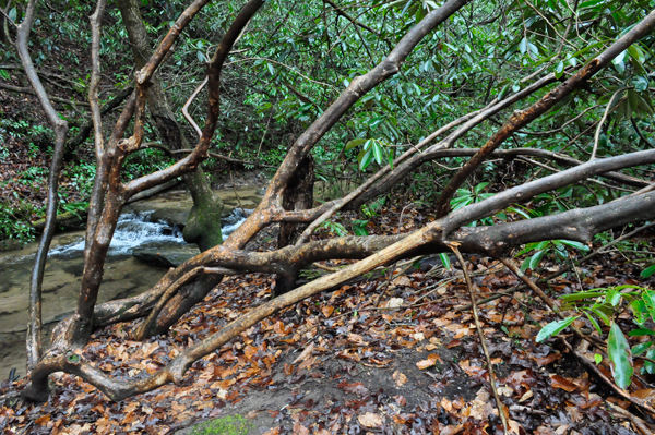 tree branches