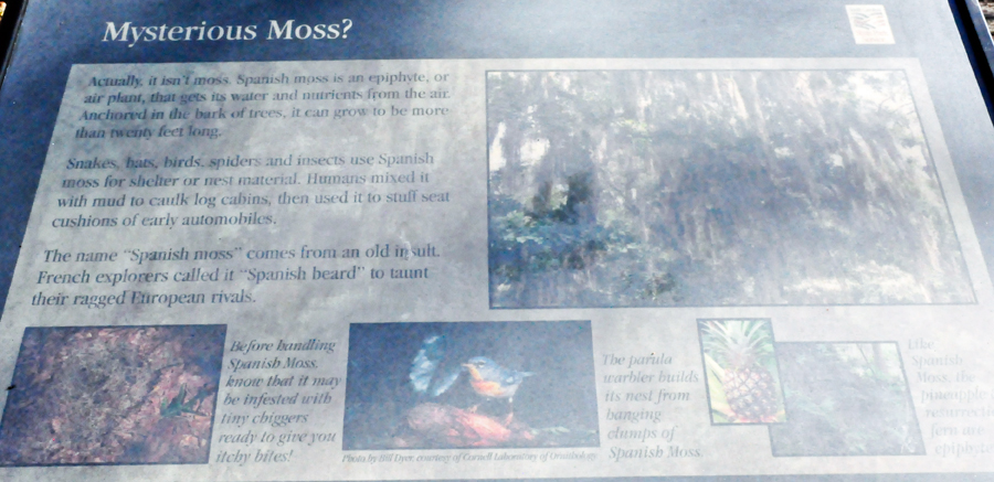 Mystrious moss sign