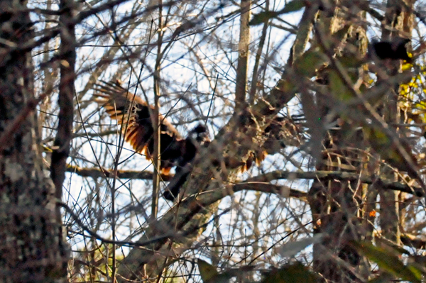 big bird in a tree