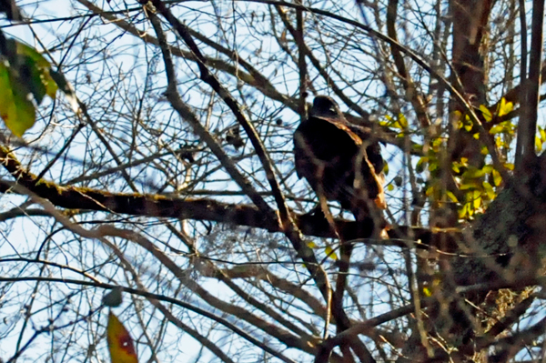 big bird in a tree