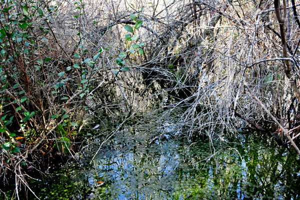 trees and water reflections