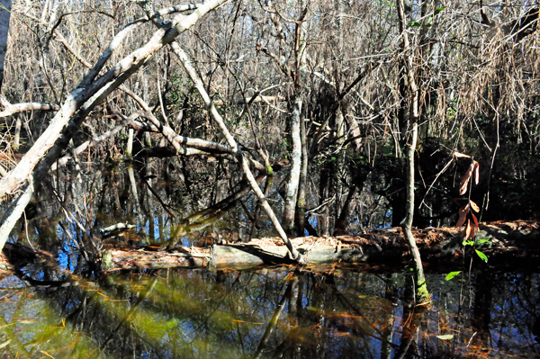 trees and water reflections