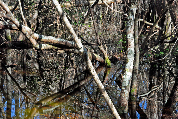 trees and water reflections