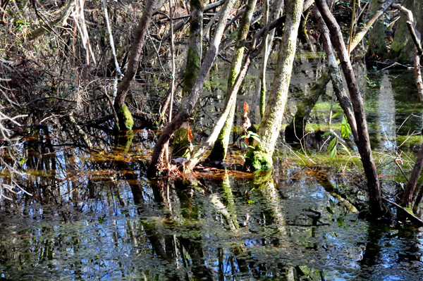 trees and water reflections