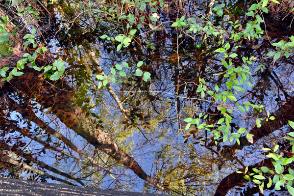 looking straight down into the water.