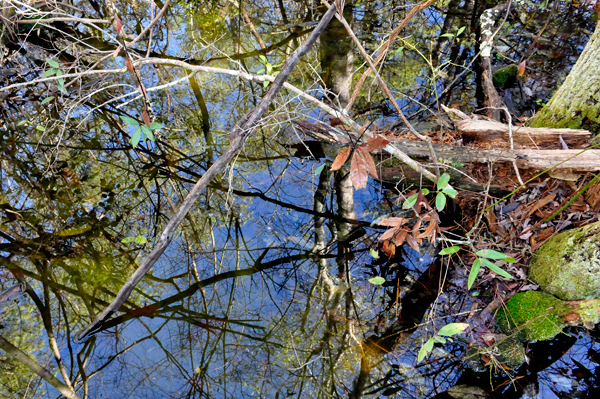 looking straight down into the water