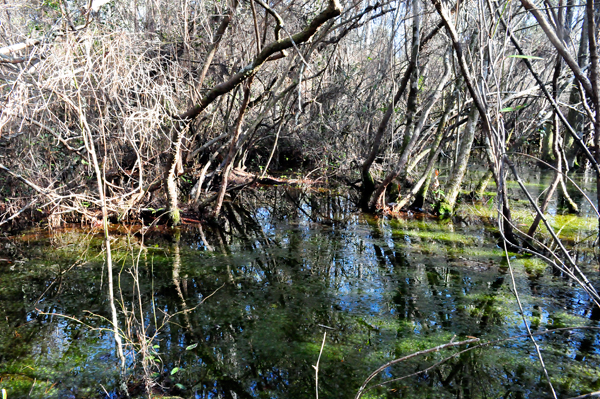 trees and water reflections