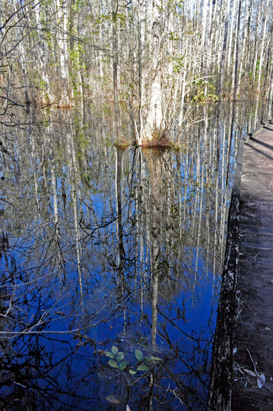 view of the dark waters and reflections