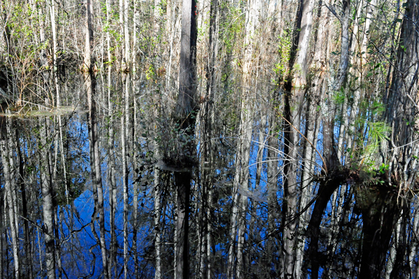 view of the dark waters and reflections