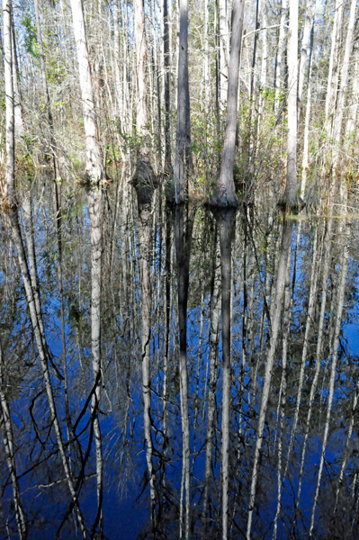 view of the dark waters and reflections