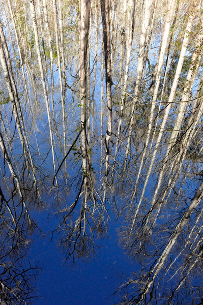 looking straight DOWN into the water.