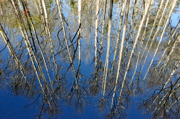 looking straight DOWN into the water.