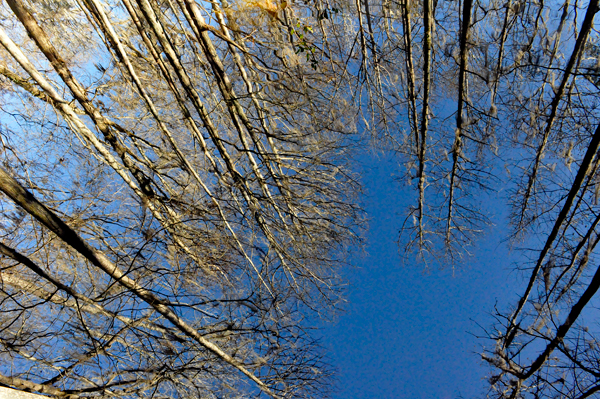 looking straight DOWN into the water.