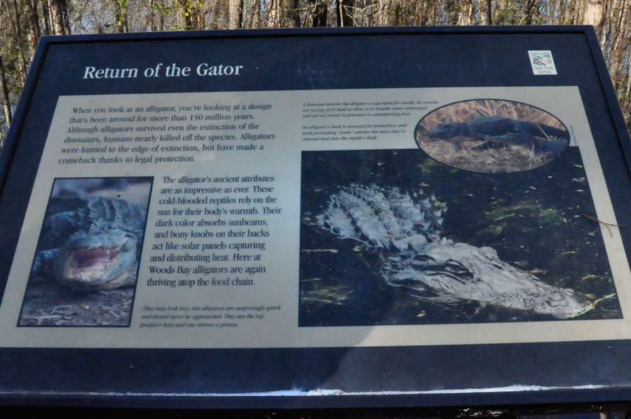 Alligator information sign