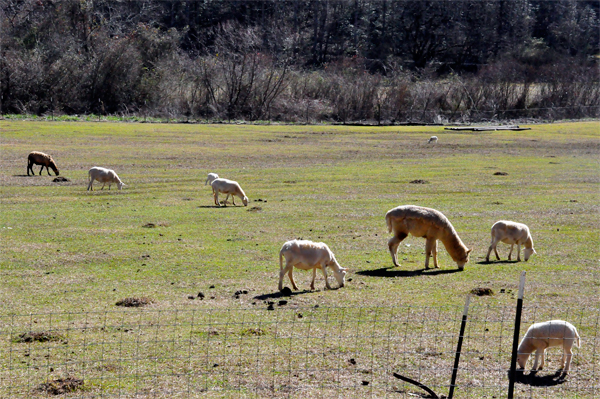 Sheep grazing