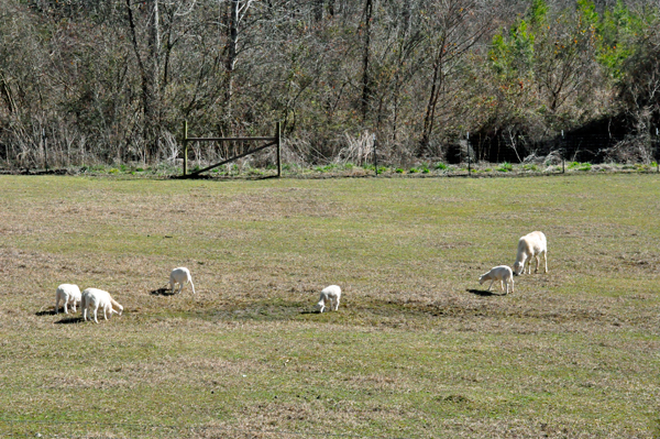 Sheep grazing