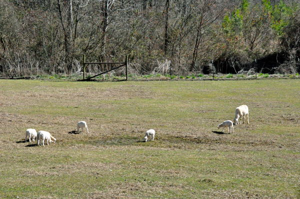 Sheep grazing 