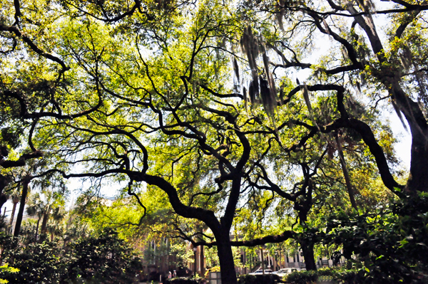 old maple trees