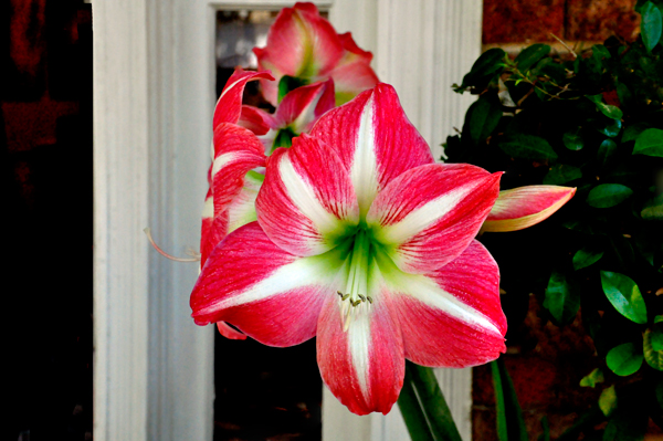 Flowers in a planter in front of a store