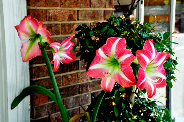 Flowers in a planter in front of a store